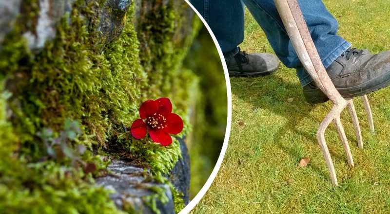 Как избавиться от мха на газоне за день: специалисты поделились рецептом раствора