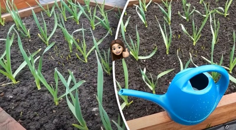 Урожай можна врятувати: чим полити часник, коли жовтіє листя