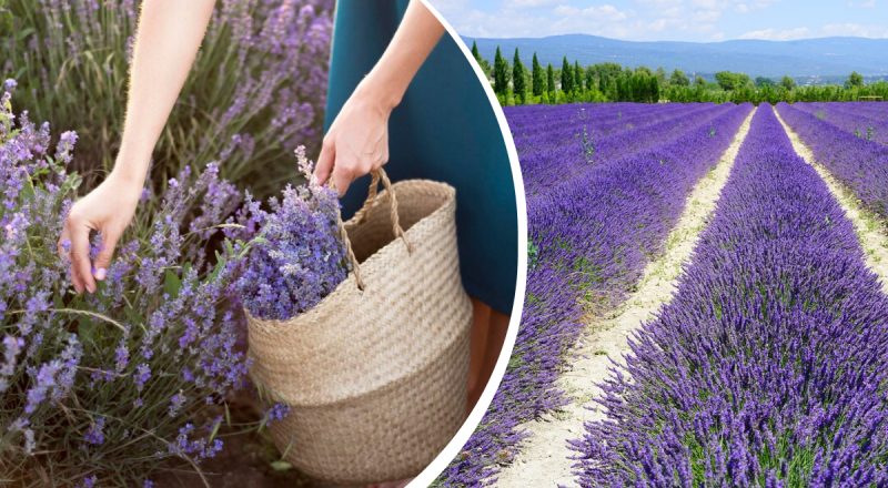 Когда и как правильно обрезать лаванду: секреты, которые обеспечат обильное цветение