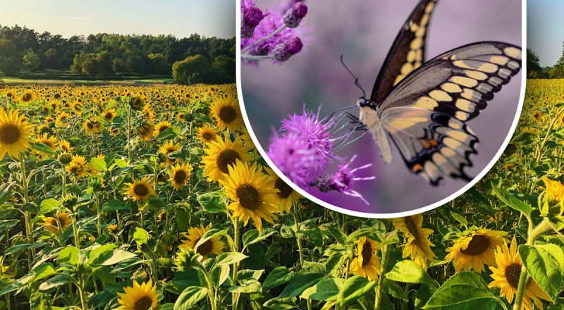 Всего за 5 секунд нужно найти бабочку: загадка для тех, у кого "орлиное зрение"