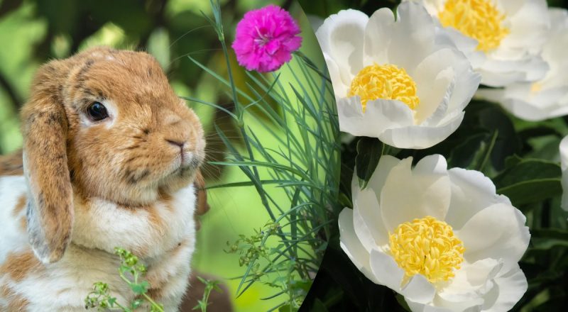 Китайський гороскоп на сьогодні  14 травня: Мавпам - розв'язання всіх проблем, Зміям - великий скандал