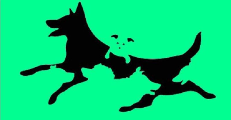 Двухминутный тест на умственный возраст: сколько собак вы видите на картинке