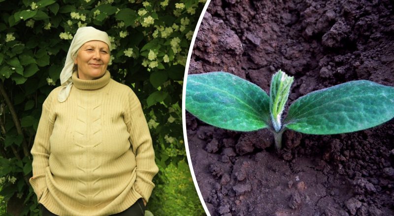 Місячний посівний календар на червень 2024: що посадити влітку