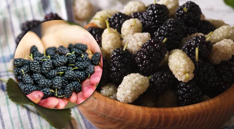 Как отмыть руки от шелковицы: действенные методы, которые легко очистят кожу