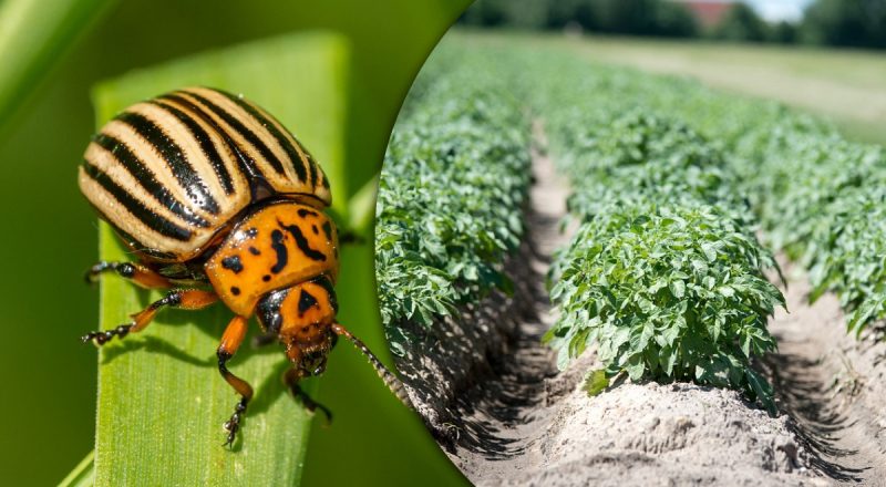 Копеечное средство спасет урожай картошки: колорадский жук исчезнет навсегда
