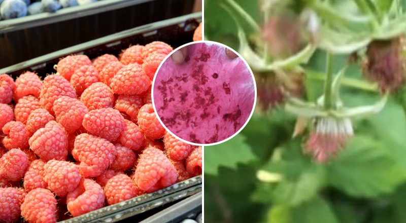 Неймовірний результат: чоловік показав як виростити кущ малини з ягоди