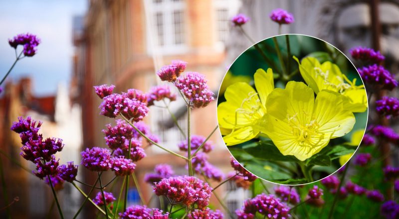 Вночі сад солодко пахнутиме медом: топ-6 нічних квітів із неймовірним ароматом