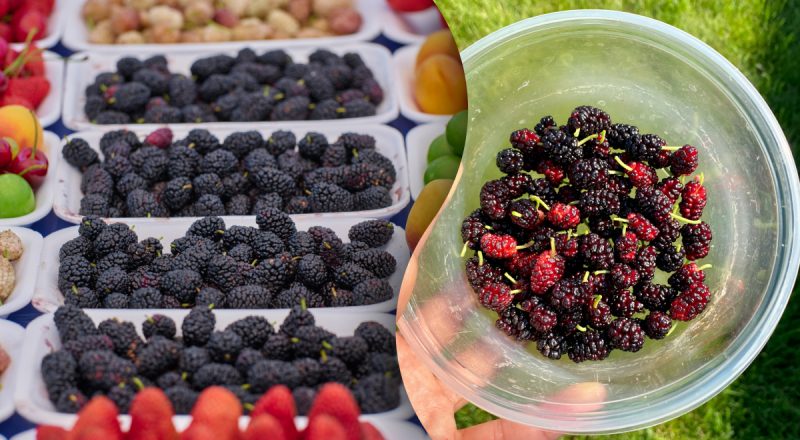 Почему нельзя есть шелковицу: врачи дали ответ