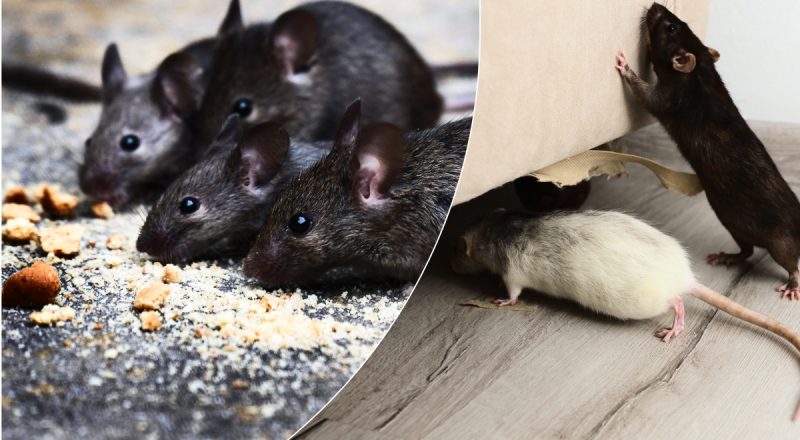 Щури не підійдуть на гарматний постріл: як назавжди вигнати гризунів на дачі