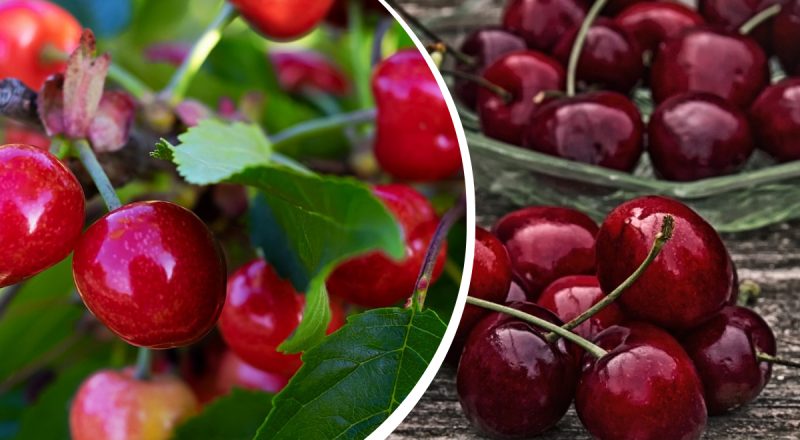Вы будете в шоке: как убрать червей из черешни - быстрый и действенный способ