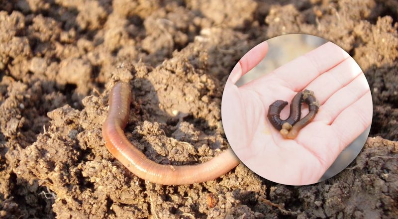 Об этом знают единицы: для чего нужны черви в природе - интересный факт