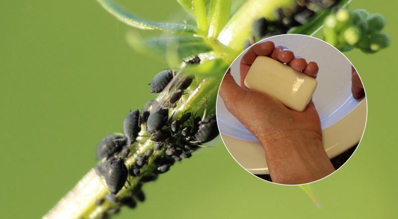 Шкідники більше не проблема: мильний розчин від попелиці, який врятує рослини
