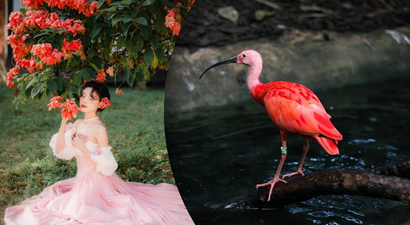 Китайский гороскоп на завтра 1 июня: Обезьянам - счастливый день, Собакам - крупная обида