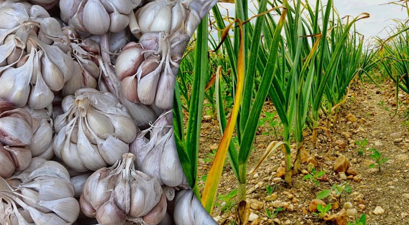 Получите урожай еще до холодов: что посадить после чеснока - главное правило