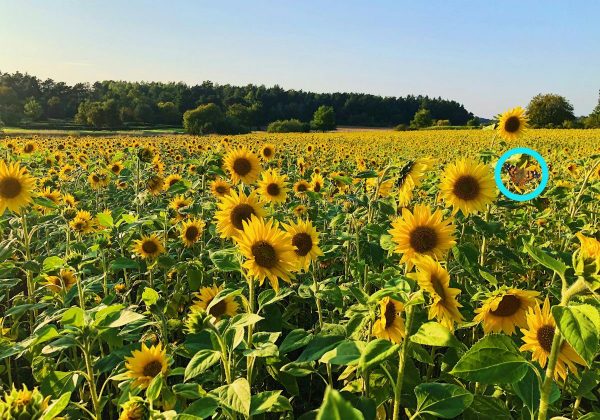 Загадка Загадка