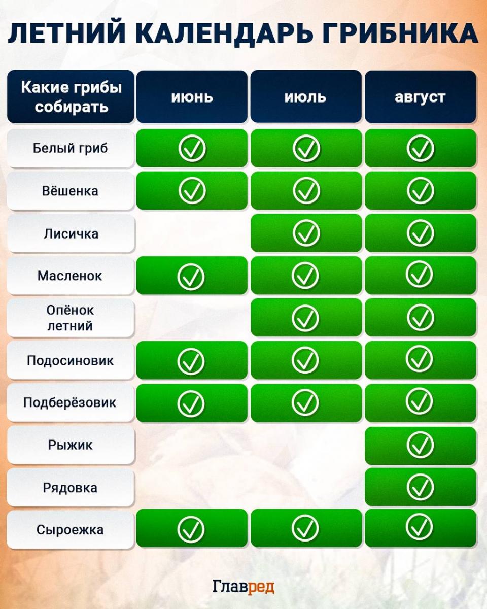 инфографика календарь грибника