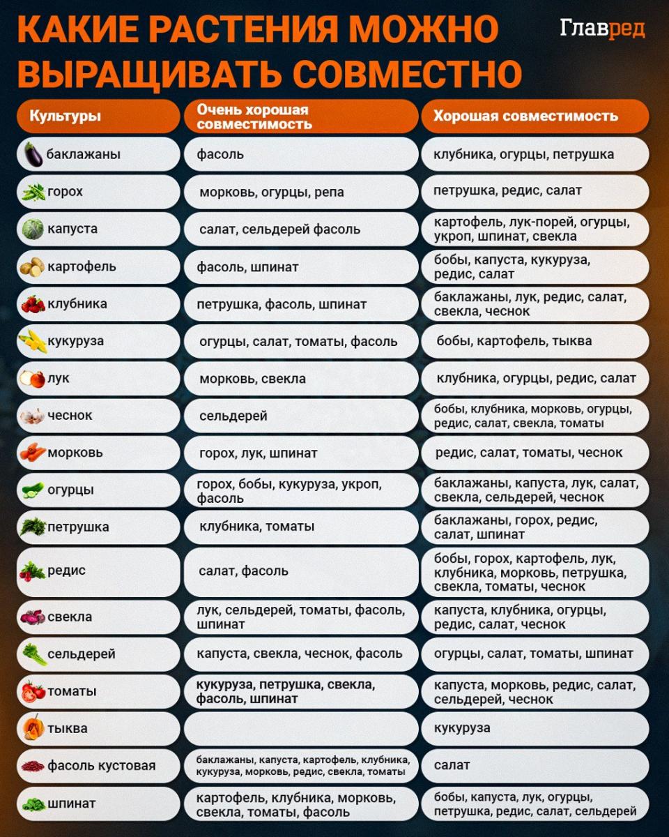 Какие растения можно выращивать совместно инфографика