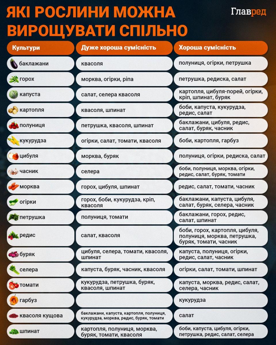 Какие растения можно выращивать совместно инфографика