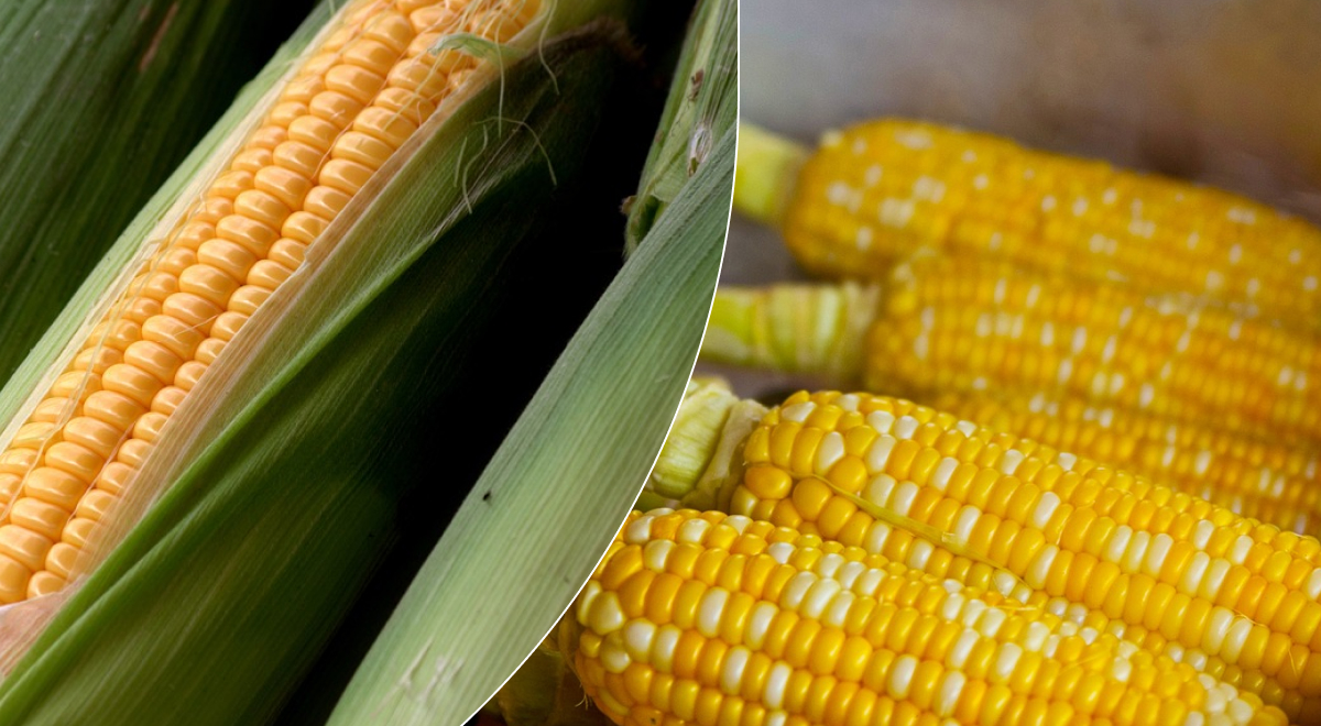 Эту ошибку делают чаще всего: главная хитрость, как правильно варить кукурузу