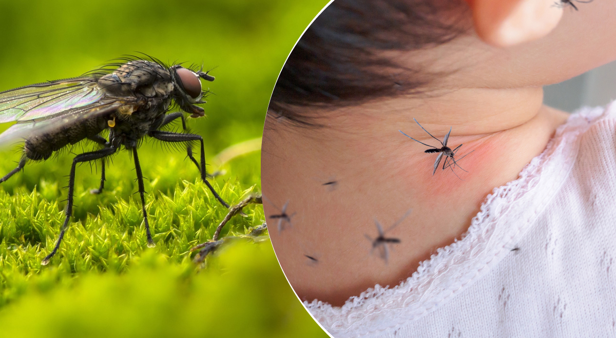 Мухи будут облетать дом десятой дорогой: бабушкино средство борьбы с насекомыми