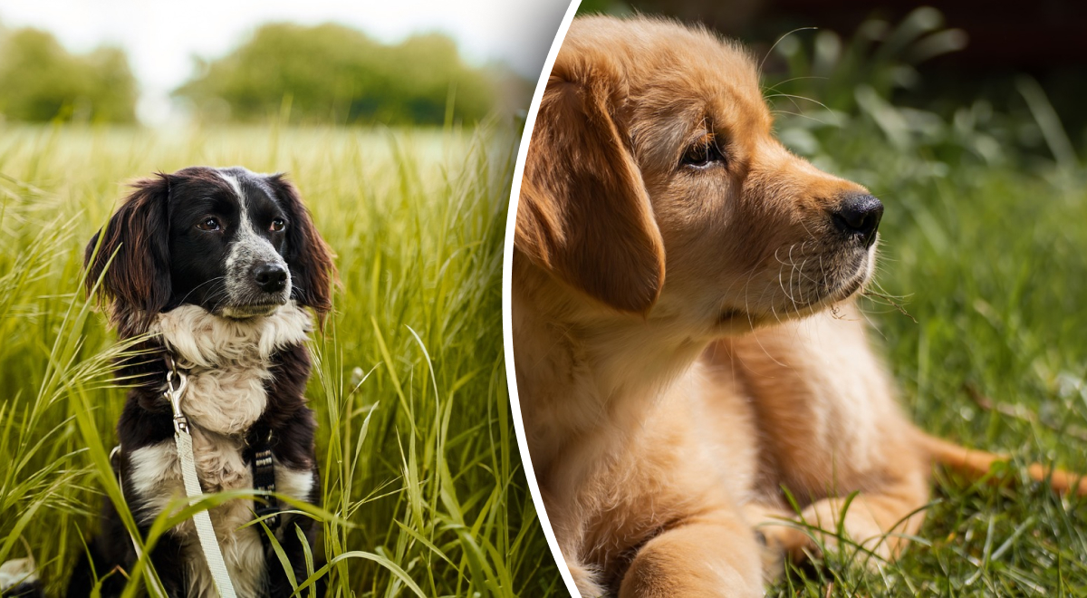 Почему собака ест траву: эксперты рассказали, чего не хватает животному