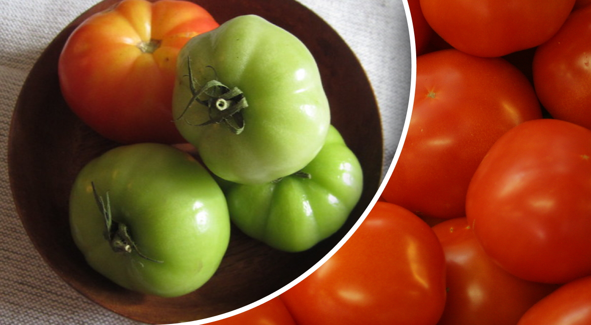 Где хранить зеленые помидоры, чтобы они быстрее покраснели - советы на миллион