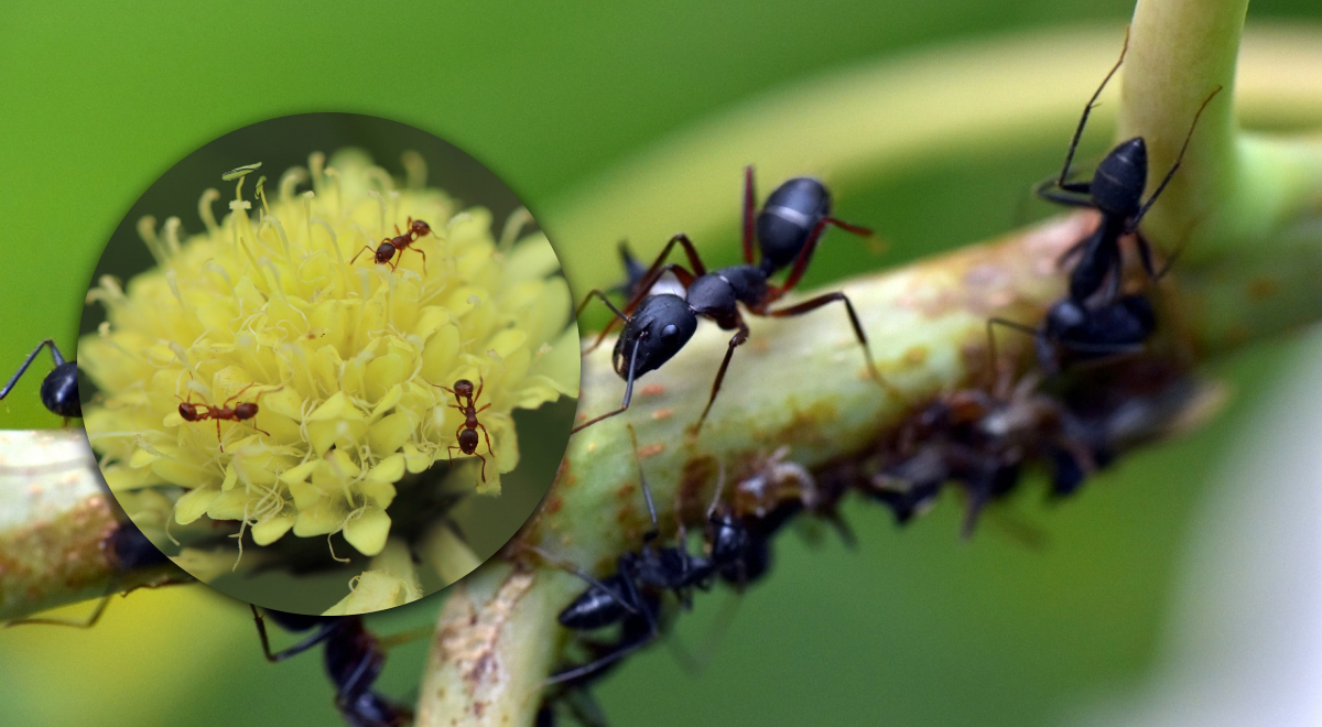 Как избавиться от муравьев на огороде: действенные народные средства за копейки