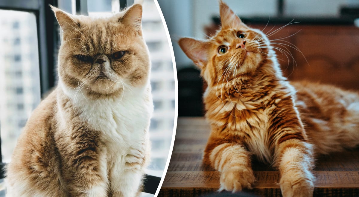 Почему коты делают смешные гримасы: ответ вас удивит