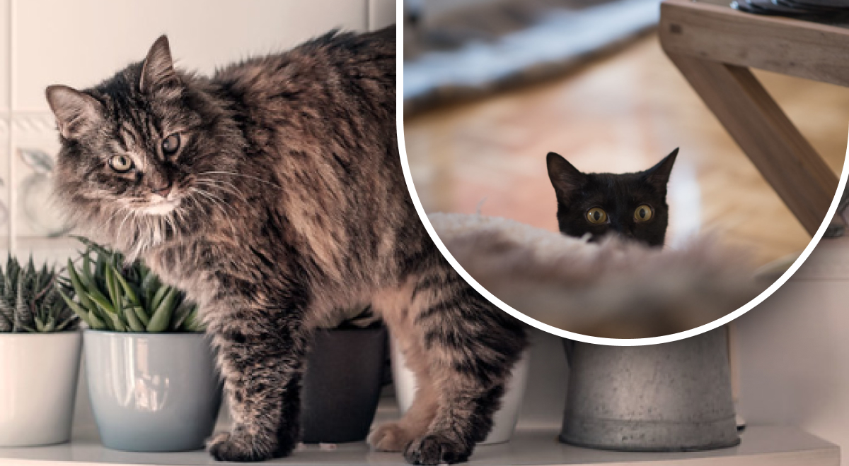 Почему кошки ходят за хозяином в туалет - тайна четвероногих вас удивит
