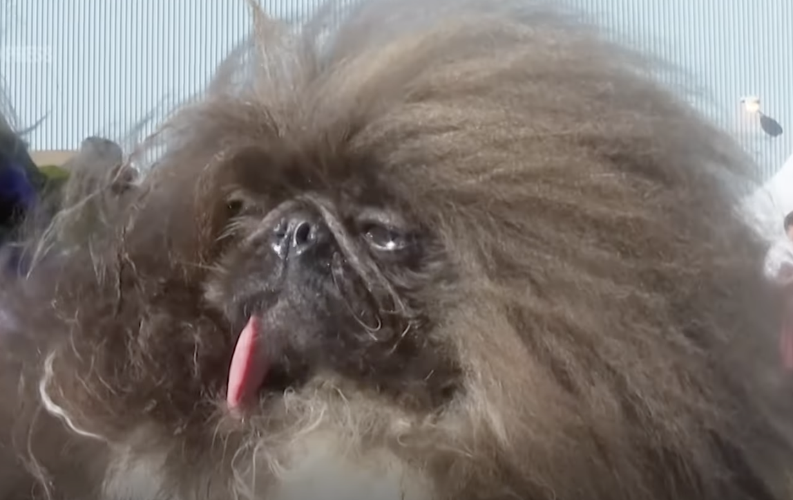 Самая уродливая собака в мире 2024