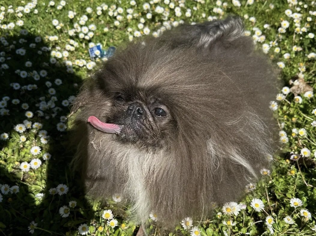 Самая уродливая собака в мире 2024