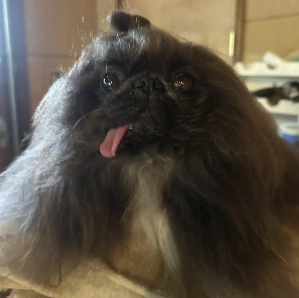 Самая уродливая собака в мире 2024