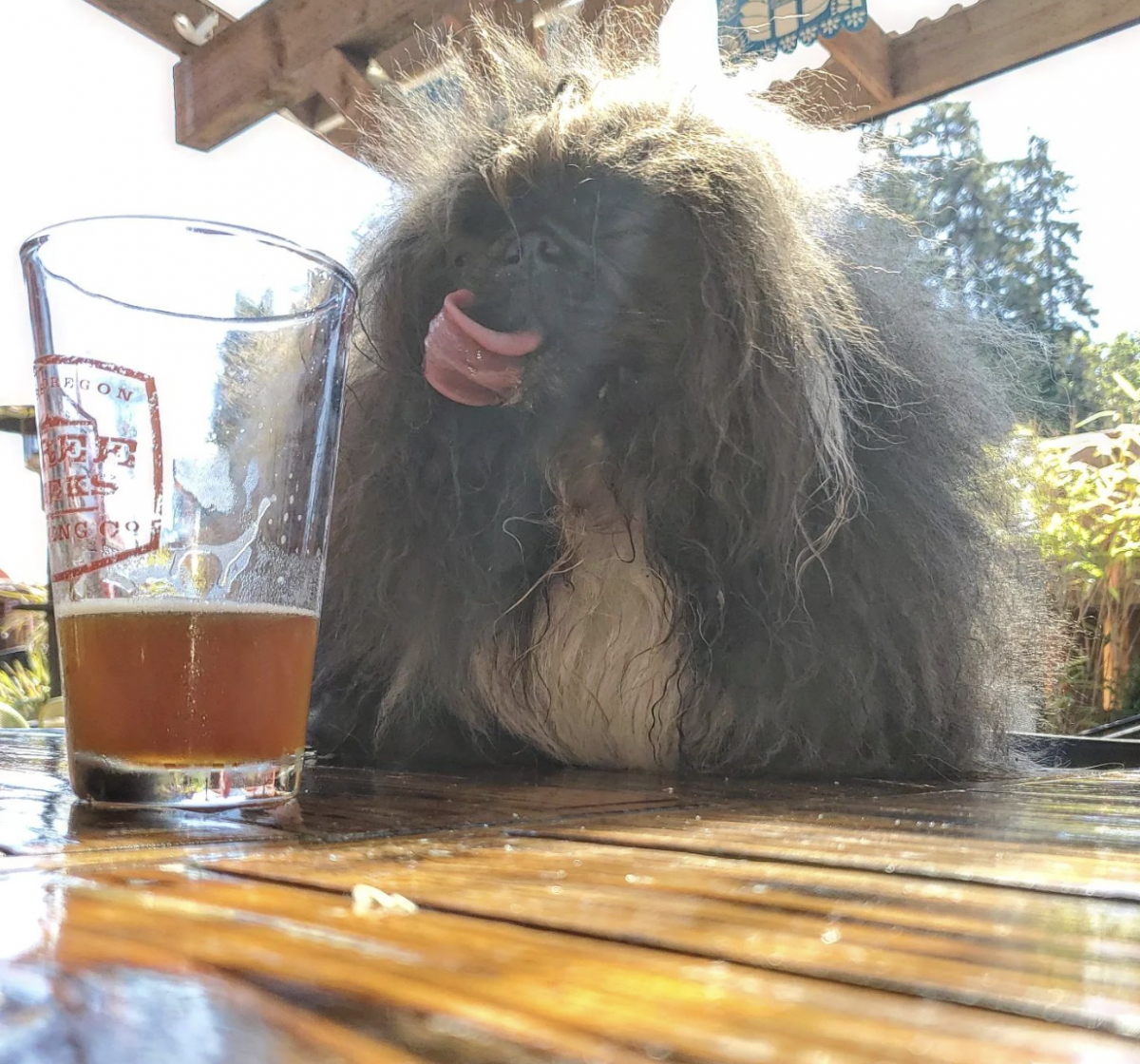 Самая уродливая собака в мире 2024