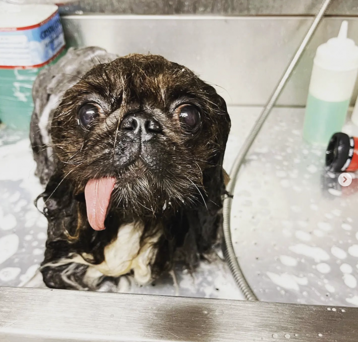 Самая уродливая собака в мире 2024