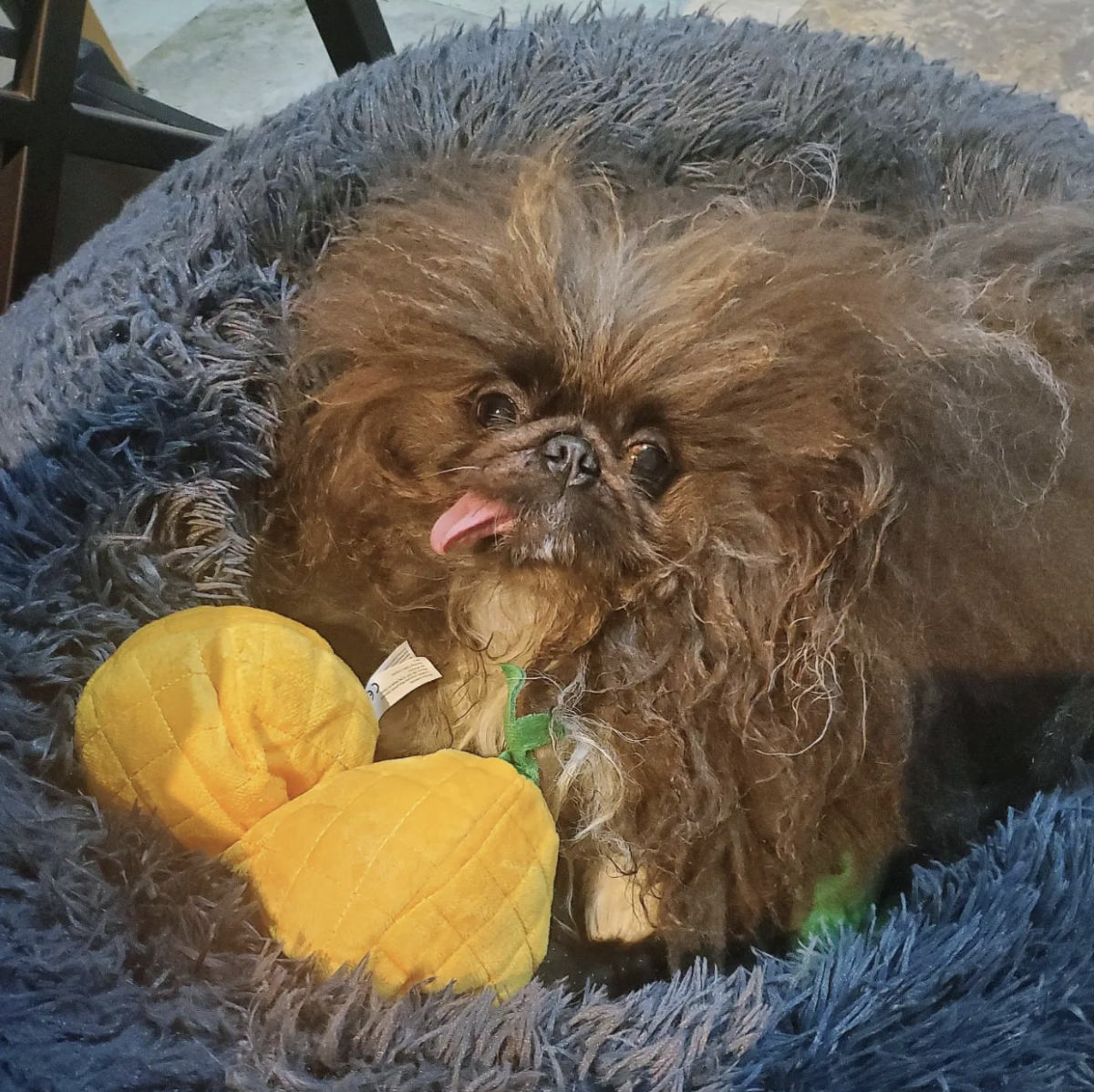 Самая уродливая собака в мире 2024