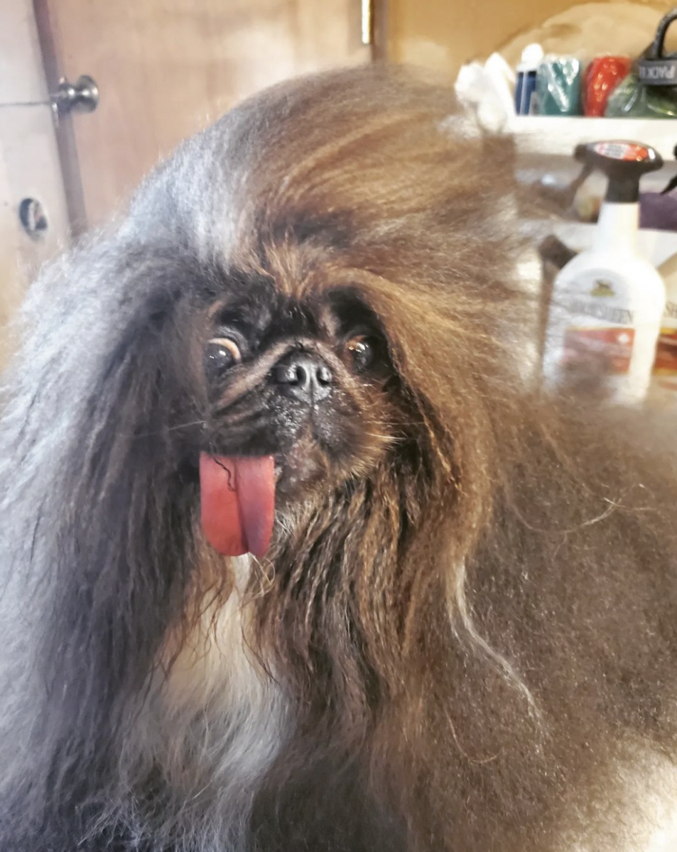 Самая уродливая собака в мире 2024