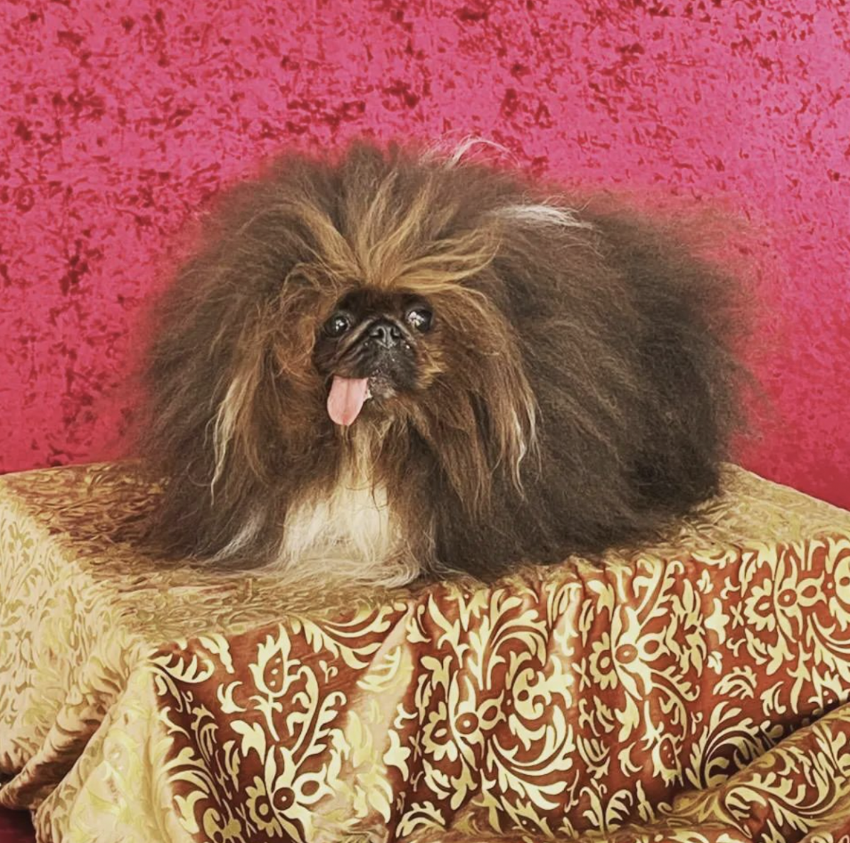 Самая уродливая собака в мире 2024