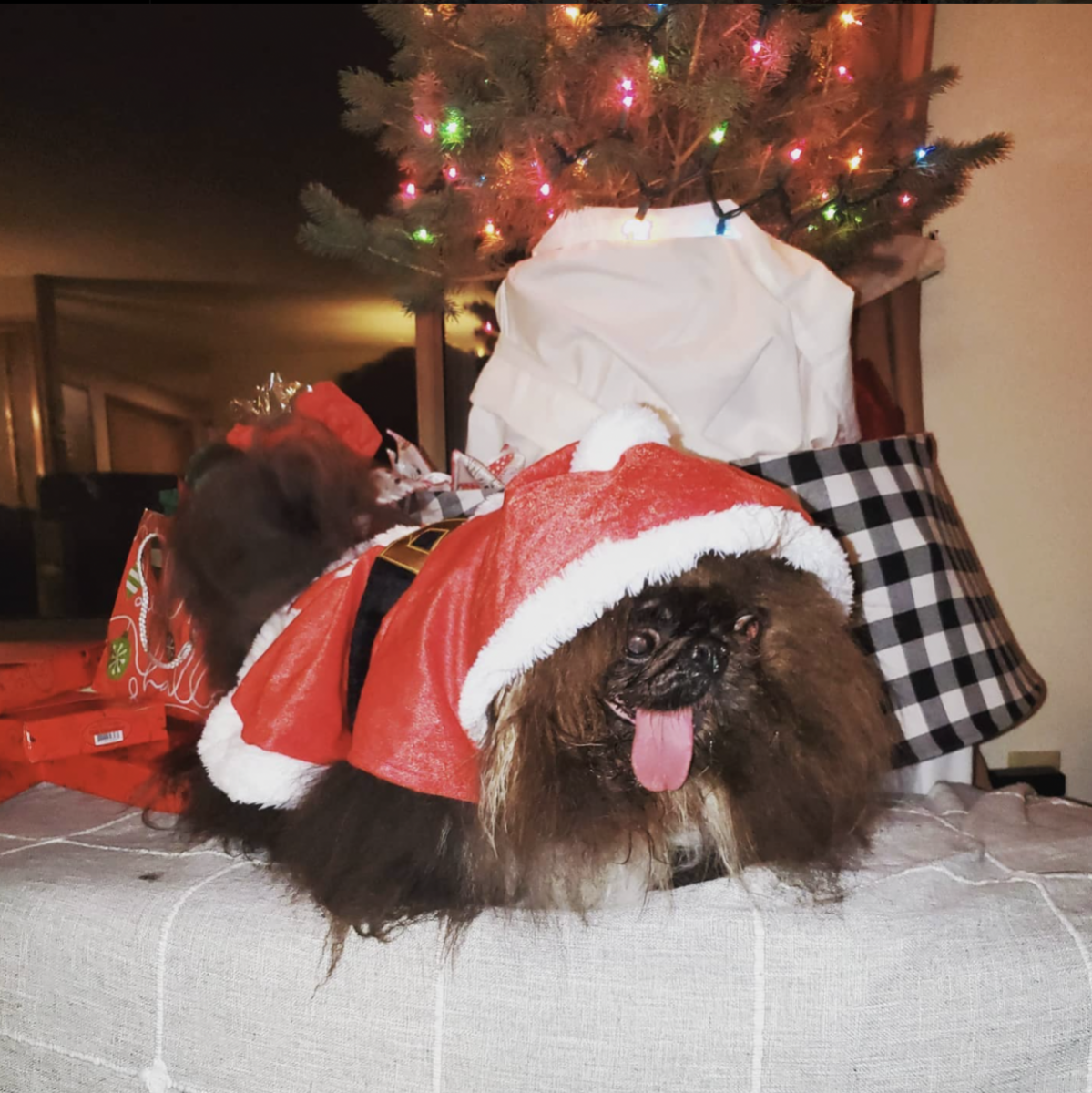 Самая уродливая собака в мире 2024