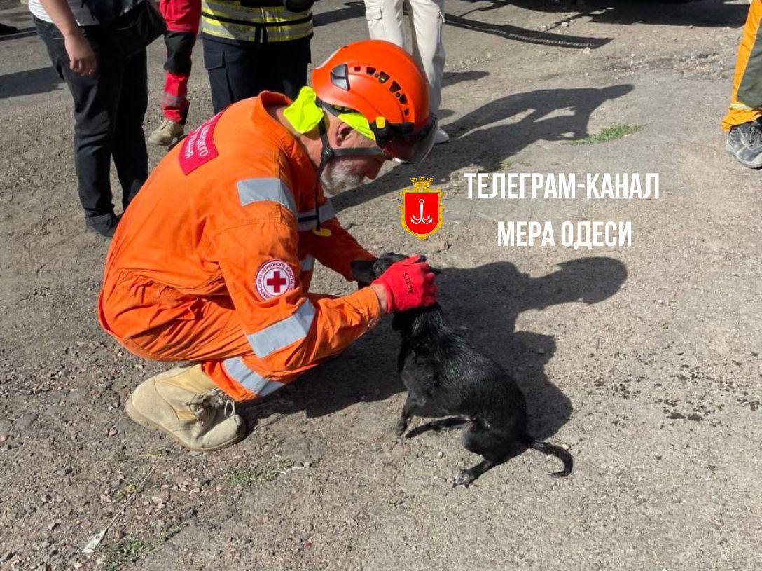 В Одесі врятували собаку