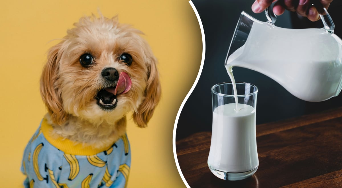 Почему собаке нельзя молоко: последствия могут быть очень серьезными