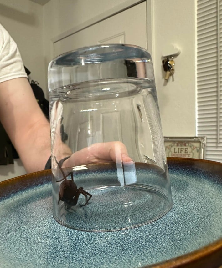 Жінка привезла павука з Африки