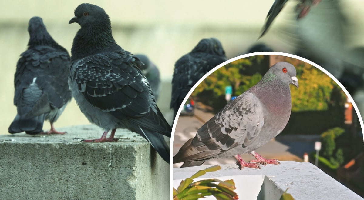 Как избавиться от голубей на балконе: топ-5 эффективных методов
