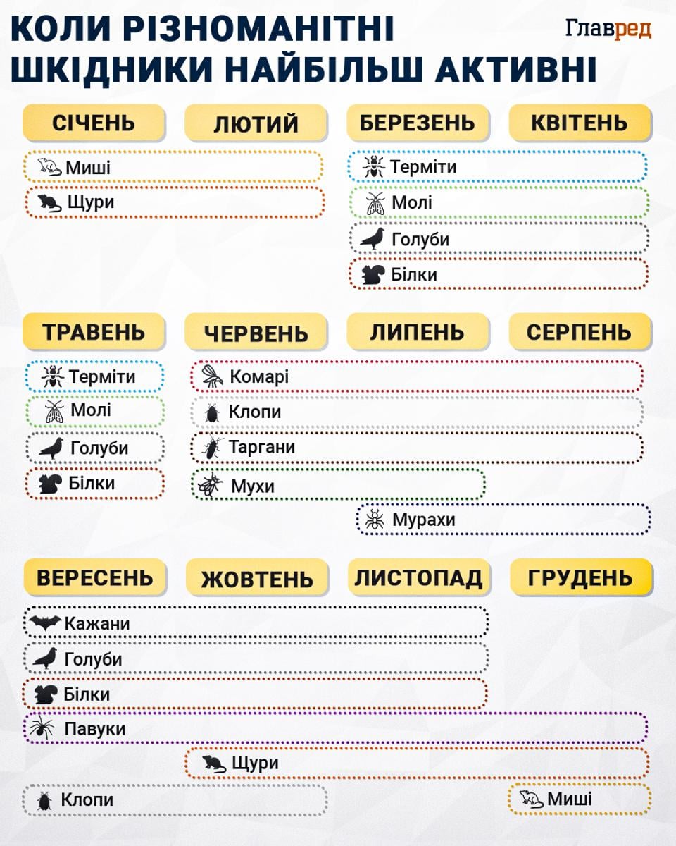 Як гризуни проникають у будинок: топ-7 найпотаємніших місць