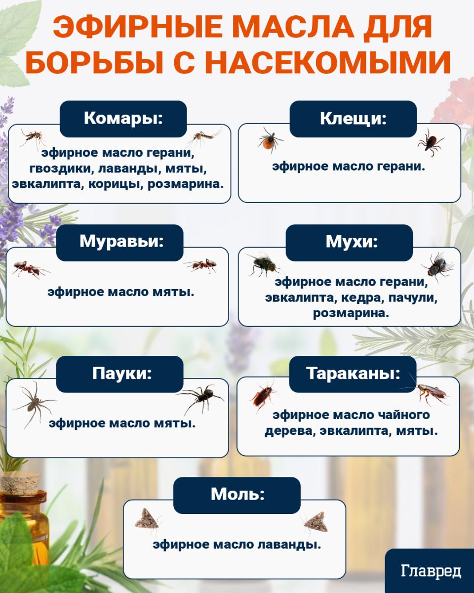 Средства для борьбы с насекомыми инфографика