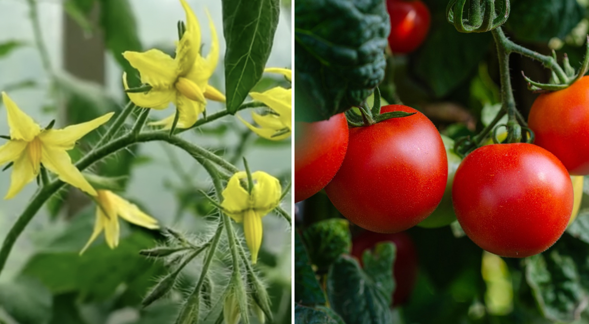 У томатов опадают цветы: в чем причина и что нужно сделать, чтоб спасти урожай