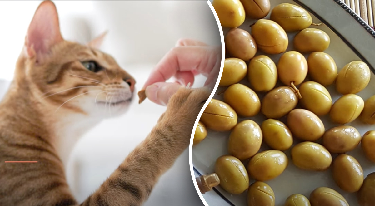 Они от них сходят с ума: почему коты любят оливки и сколько их можно давать