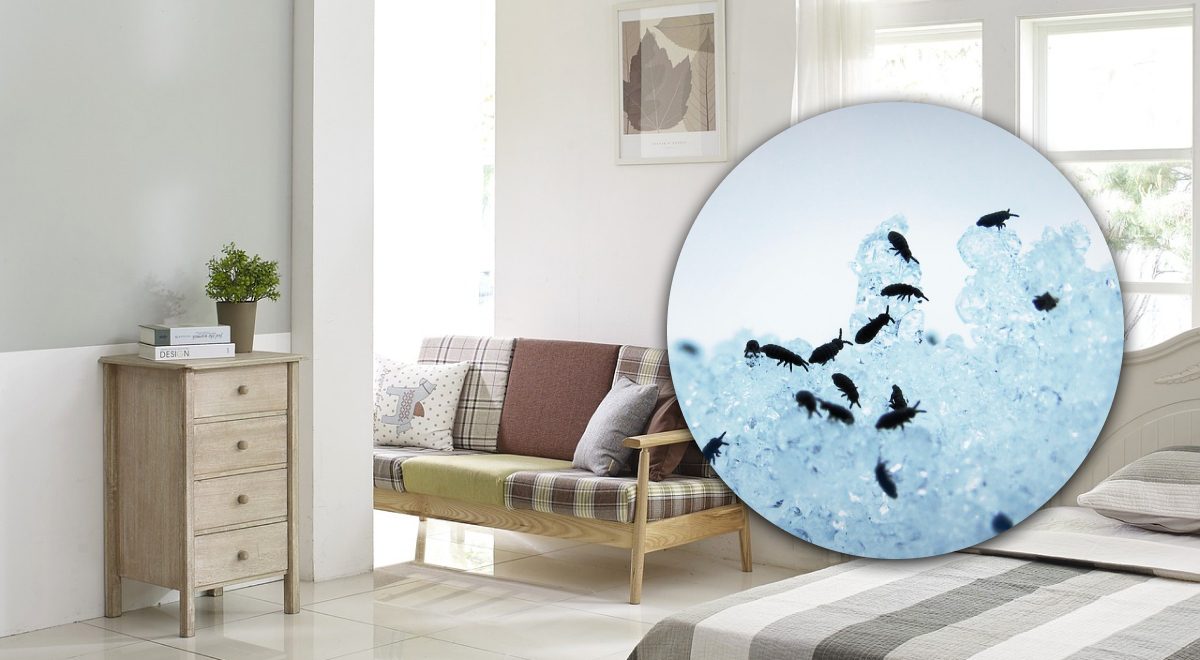 Как избавиться от блох в доме - что делать если в доме завелись блохи ...