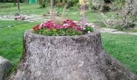 Як облагородити пень: цікаві ідеї, про які мало хто здогадується
