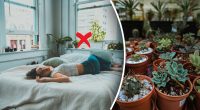 Чому заборонено ставити кімнатні рослини у спальню: відповідь здивує