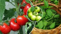Помідори будуть великі та м'ясисті: чоловік розкрив рецепт добрива на вагу золота